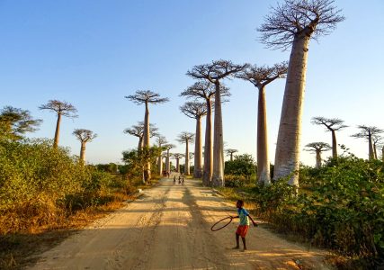 Baobab Avenue – Morondava