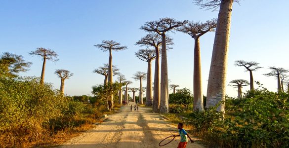 Baobablaan-Morondava