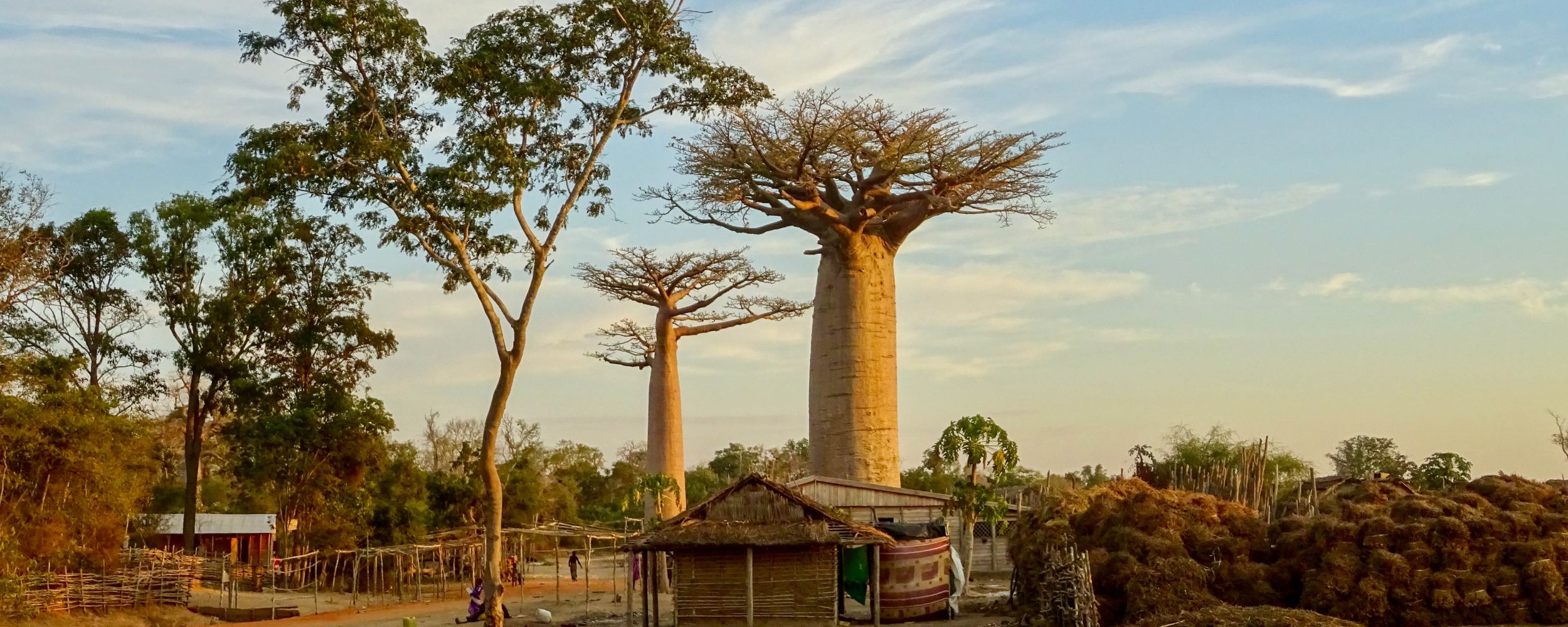 Baobab nel villaggio di Kirindy