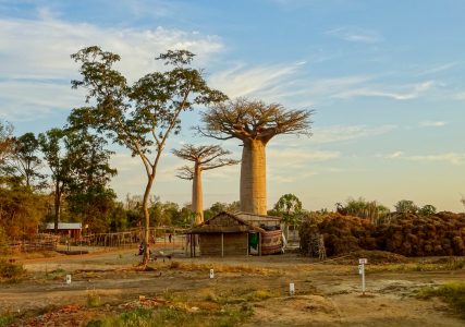 Baobaby w wiosce Kirindy