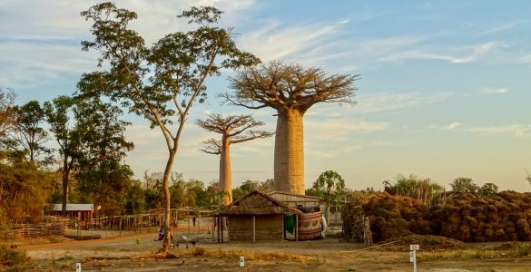 Baobabs-im-Kirindy-Dorf