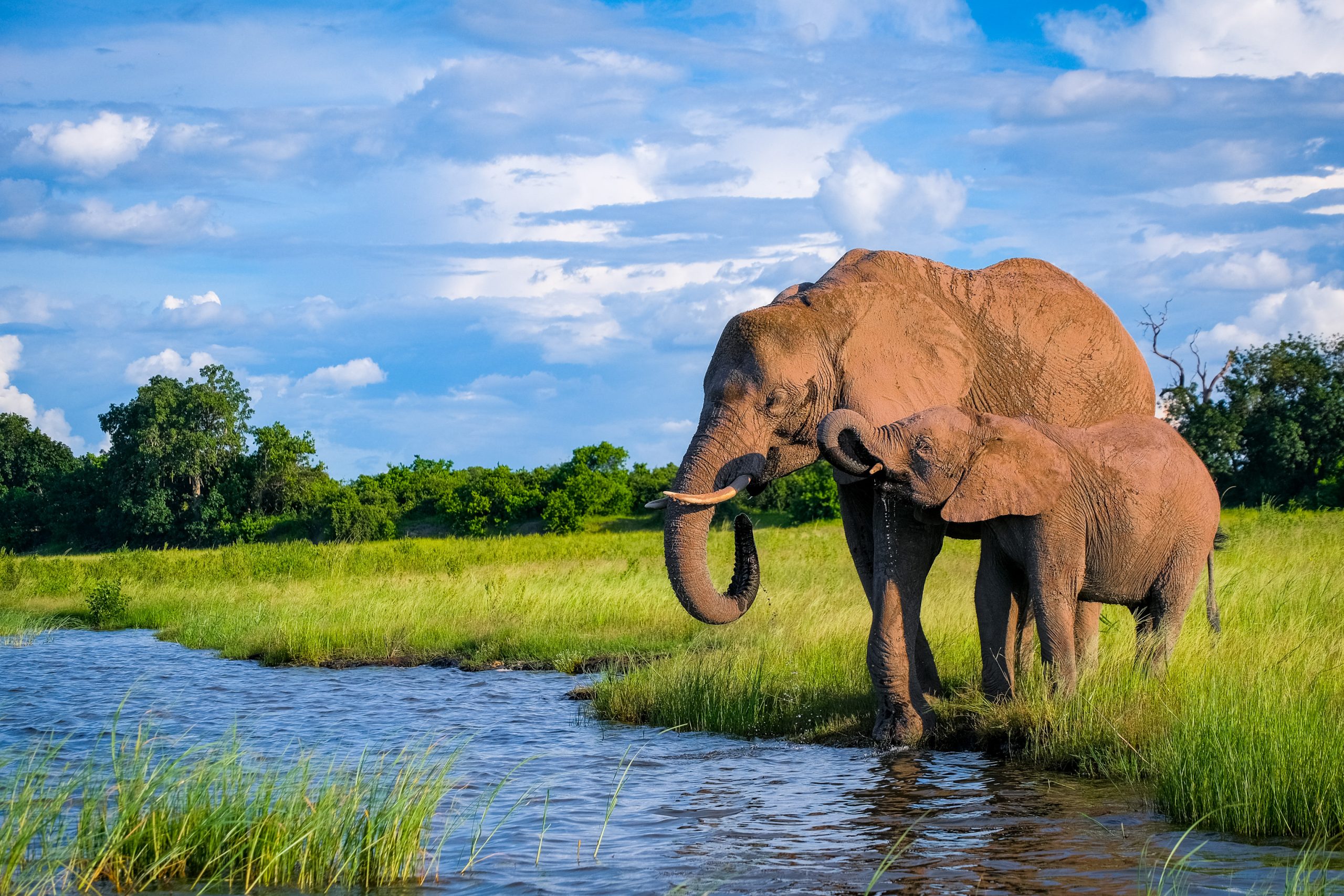 Chobe National Park Tips Voor Het Olifanten Paradijs In Botswana