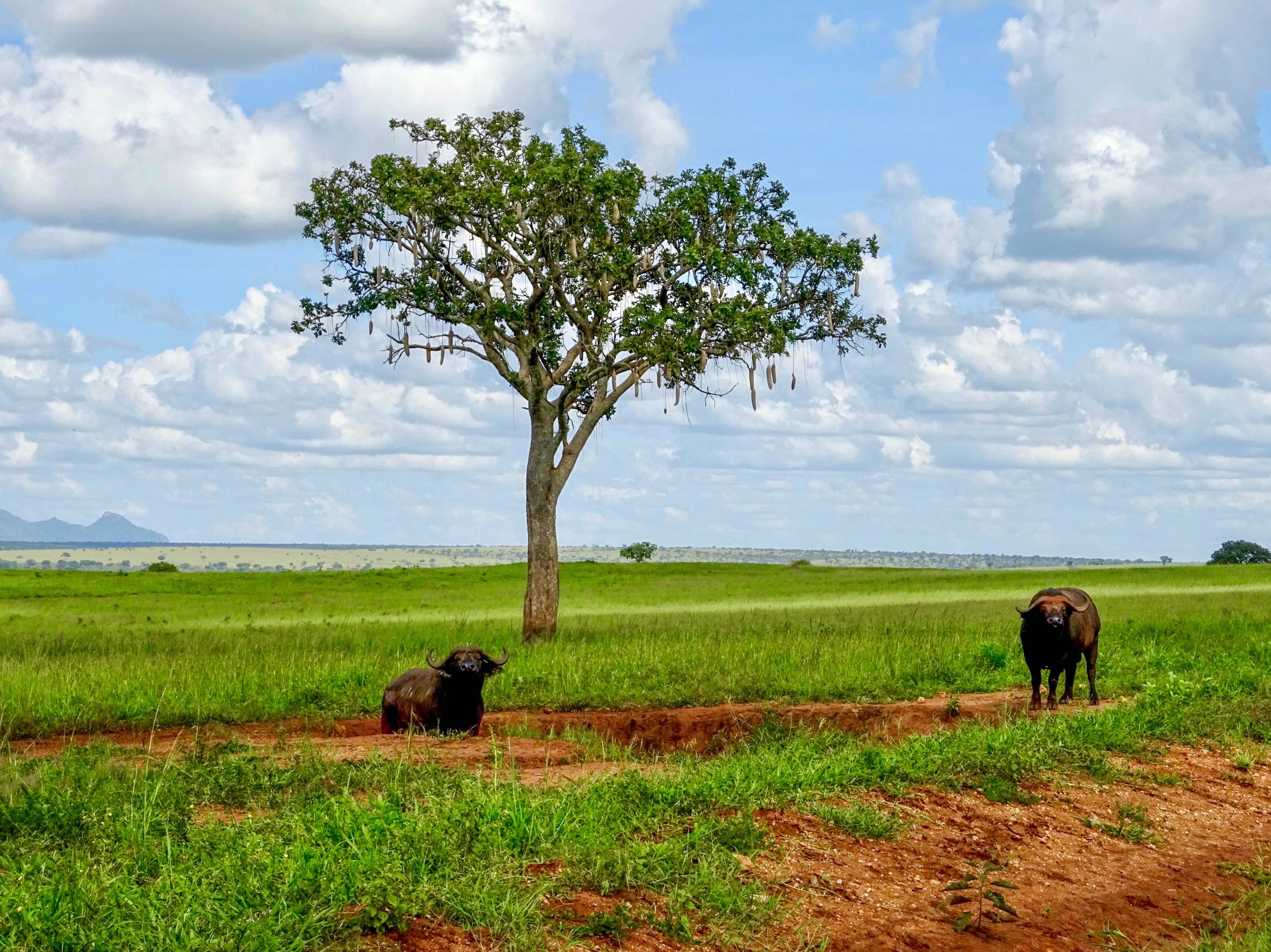 Buffels bij een worstboom in Kidepo Valley NP
