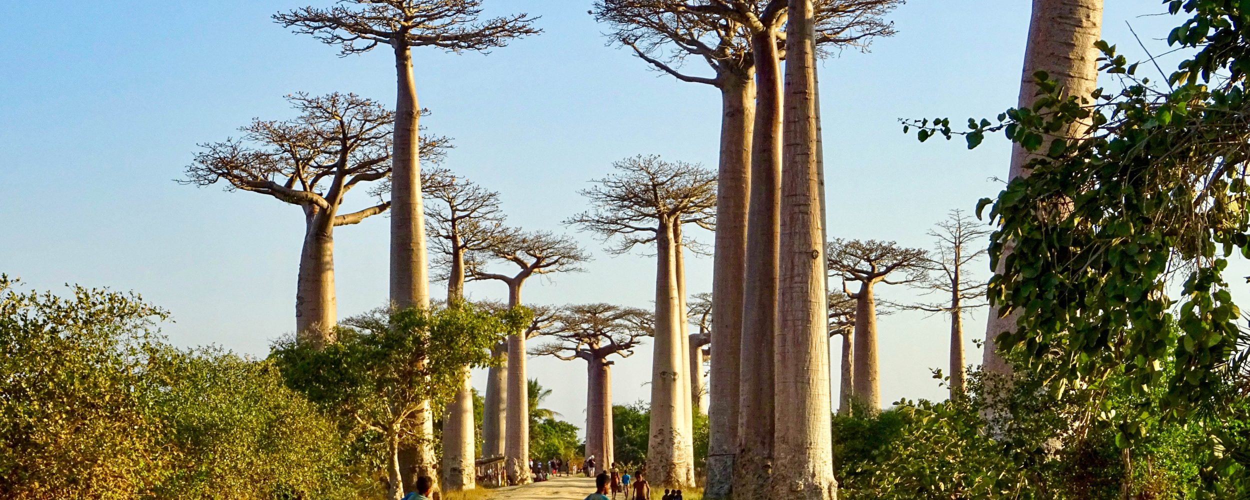La calle Baobab cerca de Morondava