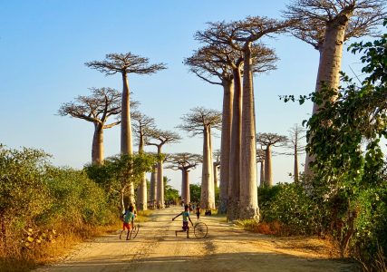 Aleja Baobab w pobliżu Morondava