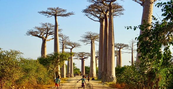 De Baobab allee nabij Morondava
