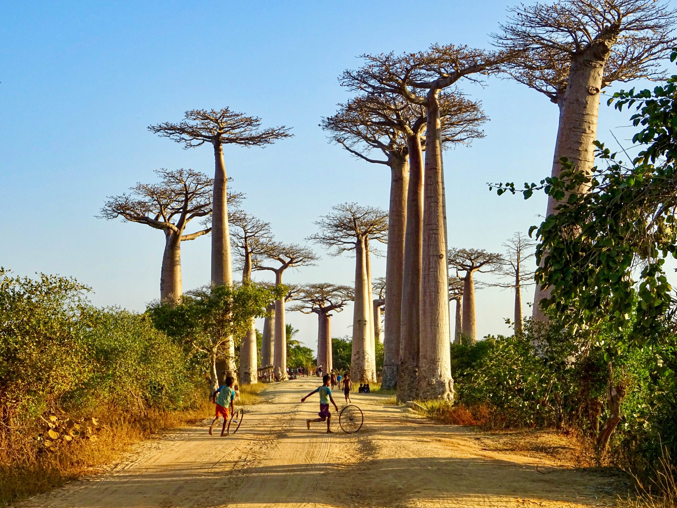A rua Baobab perto de Morondava