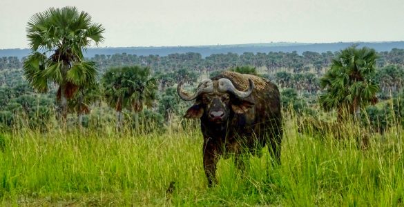A curious buffalo in Murchison Falls