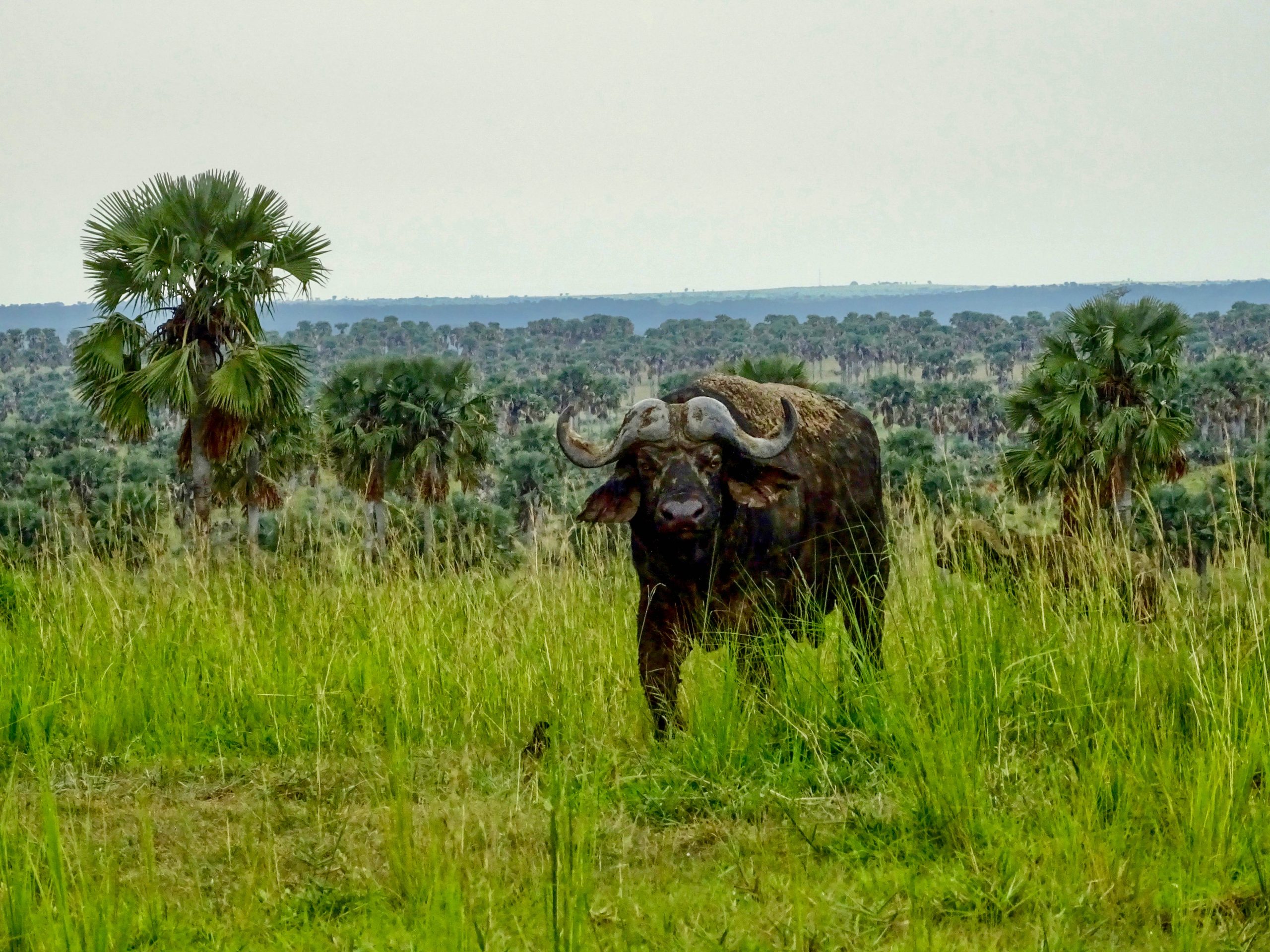 Een nieuwsgierige buffel in Murchison Falls