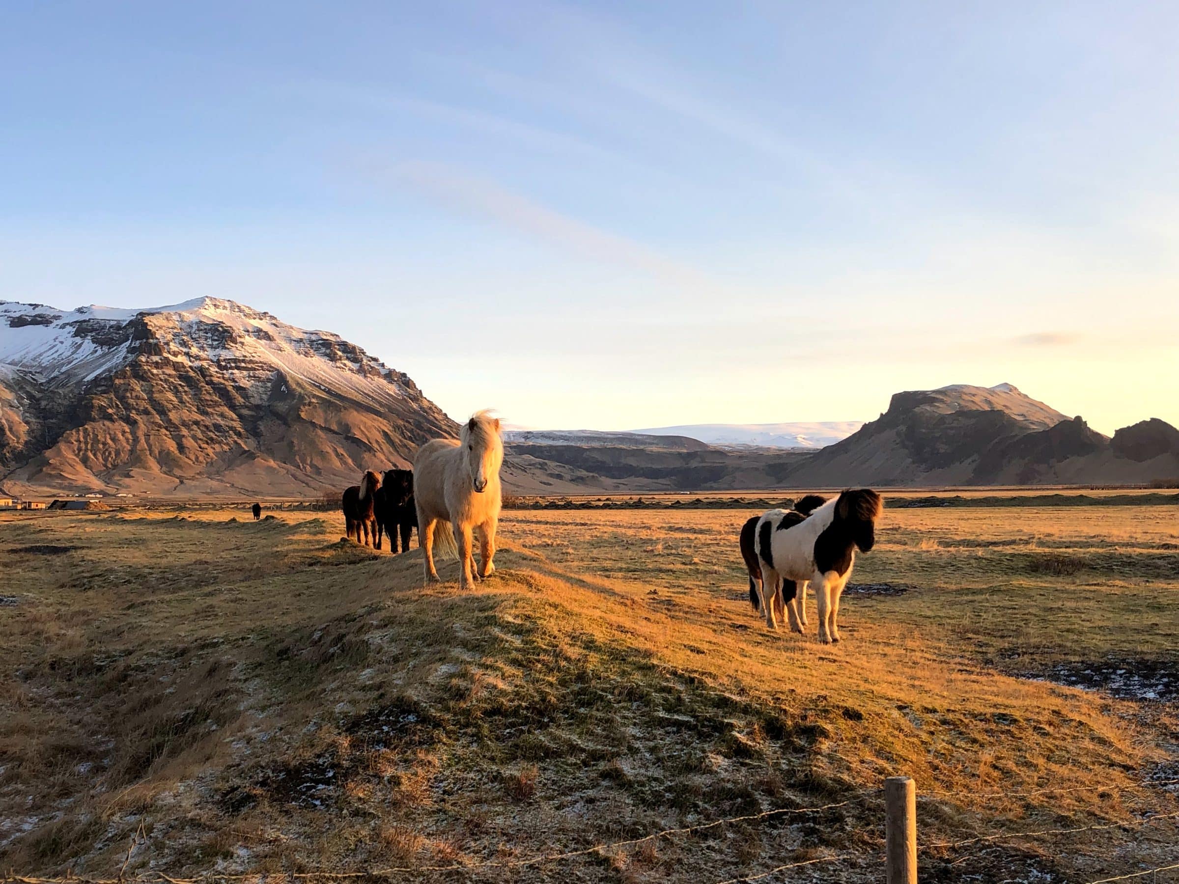 Paarden op IJsland