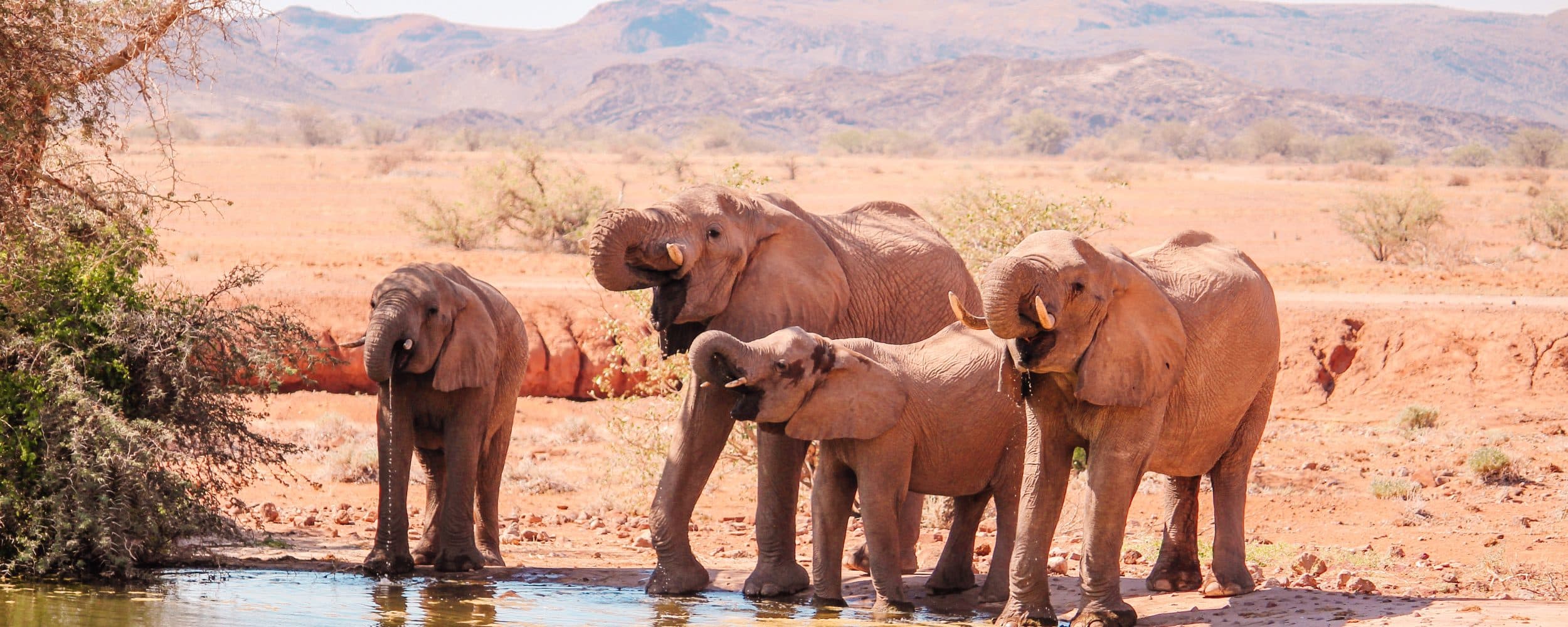 Elefantes del desierto de Namibia