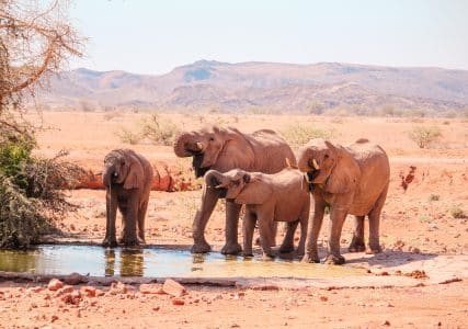 Elefantes del desierto de Namibia