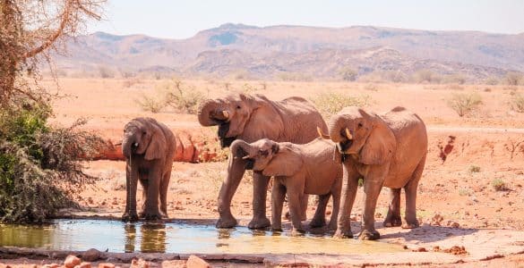 砂漠の象ナミビア