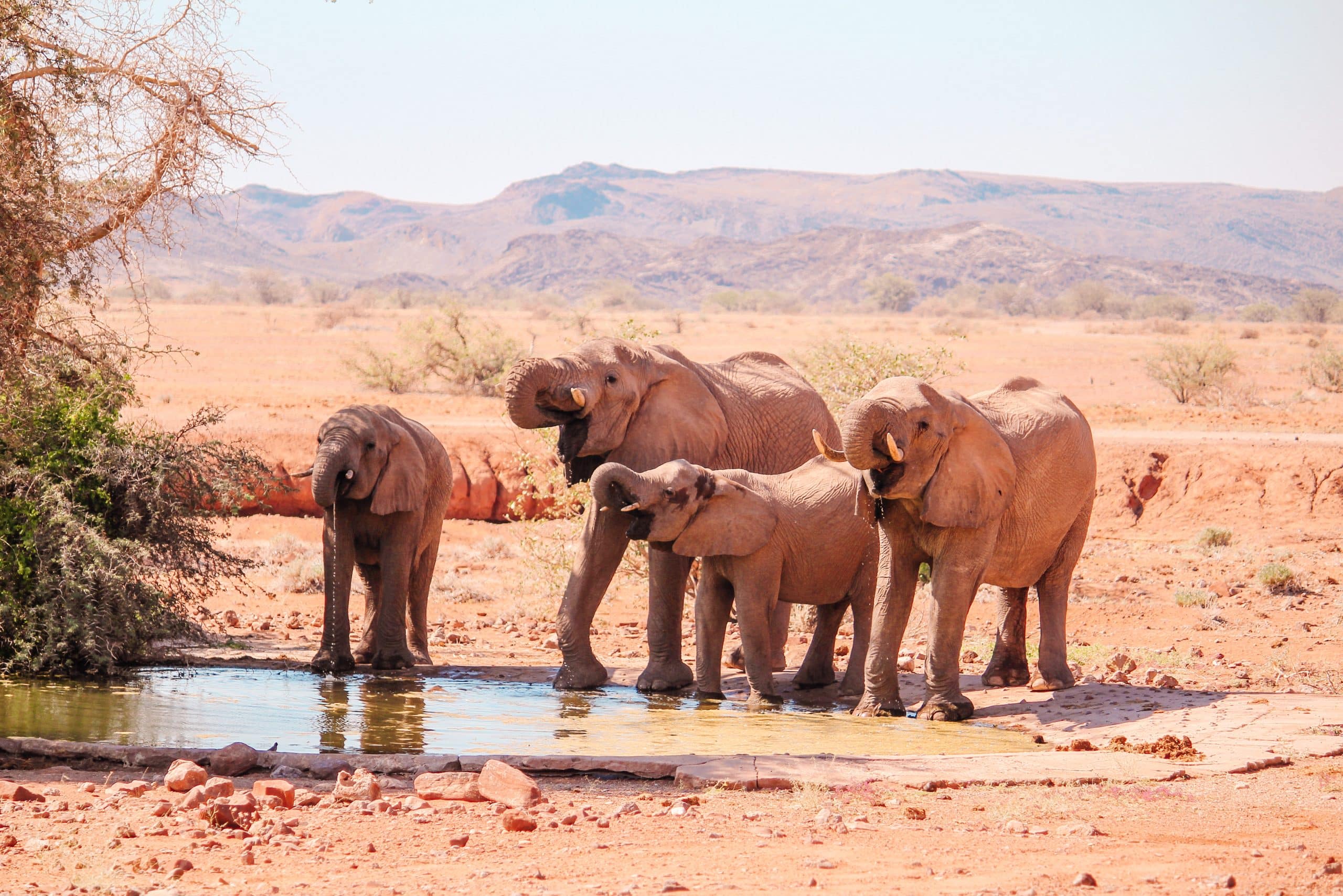 Słonie pustynne Namibia