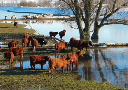 poplavna ravnica beuningen high water snježne životinje