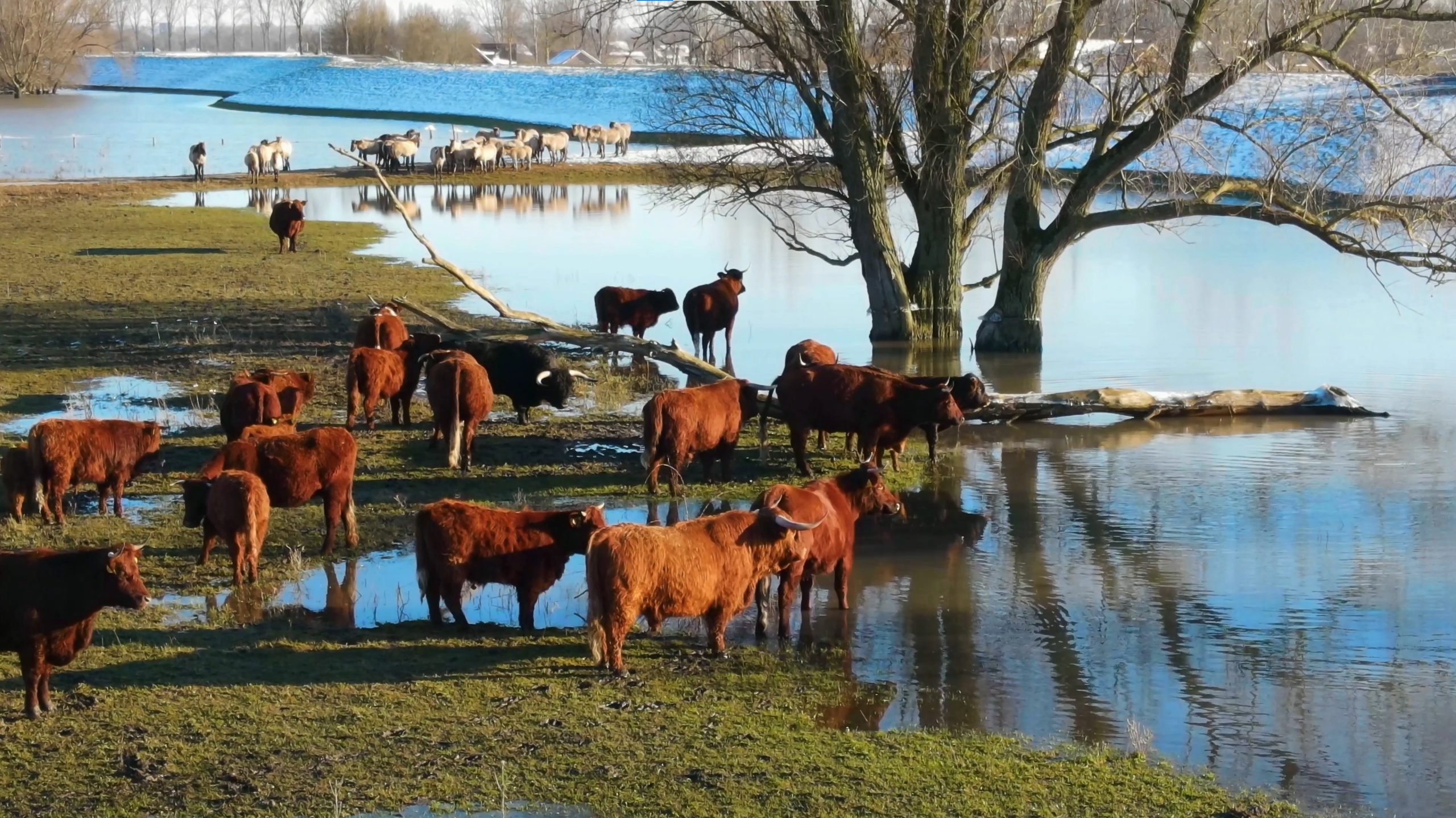 poplavna ravnica beuningen visoke vode snežne živali