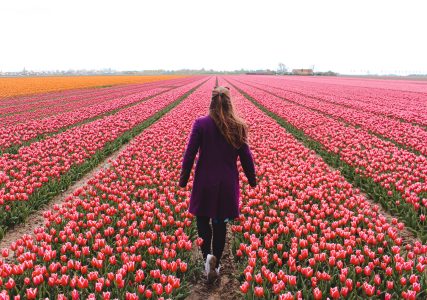 Route des tulipes Goeree Overflakkee - Le sac à dos orange