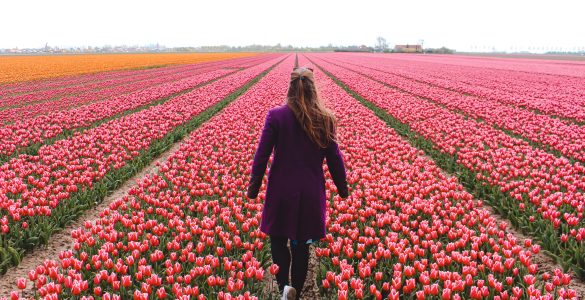 Pot tulipanov Goeree Overflakkee - oranžni nahrbtnik