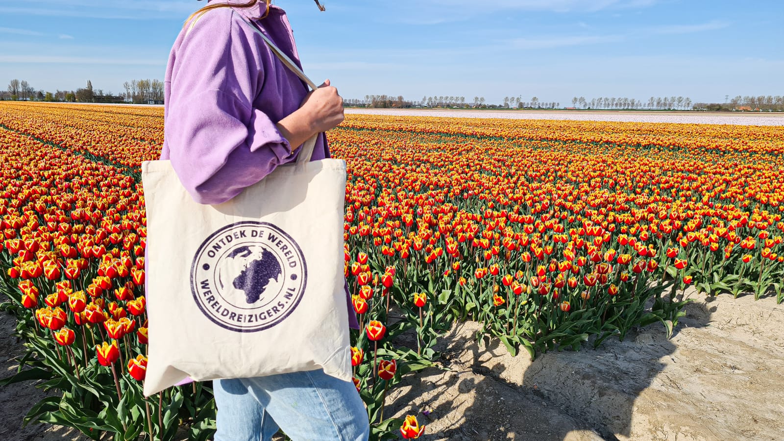 Campi di tulipani nei Paesi Bassi
