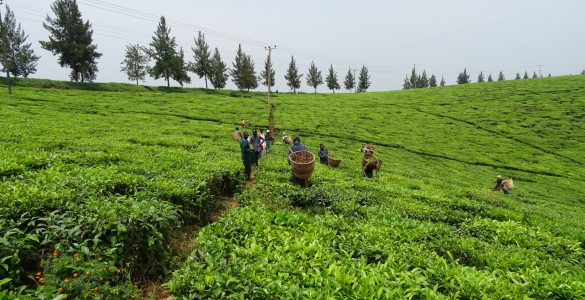 Tamteco čajová plantáž Hoima, Uganda