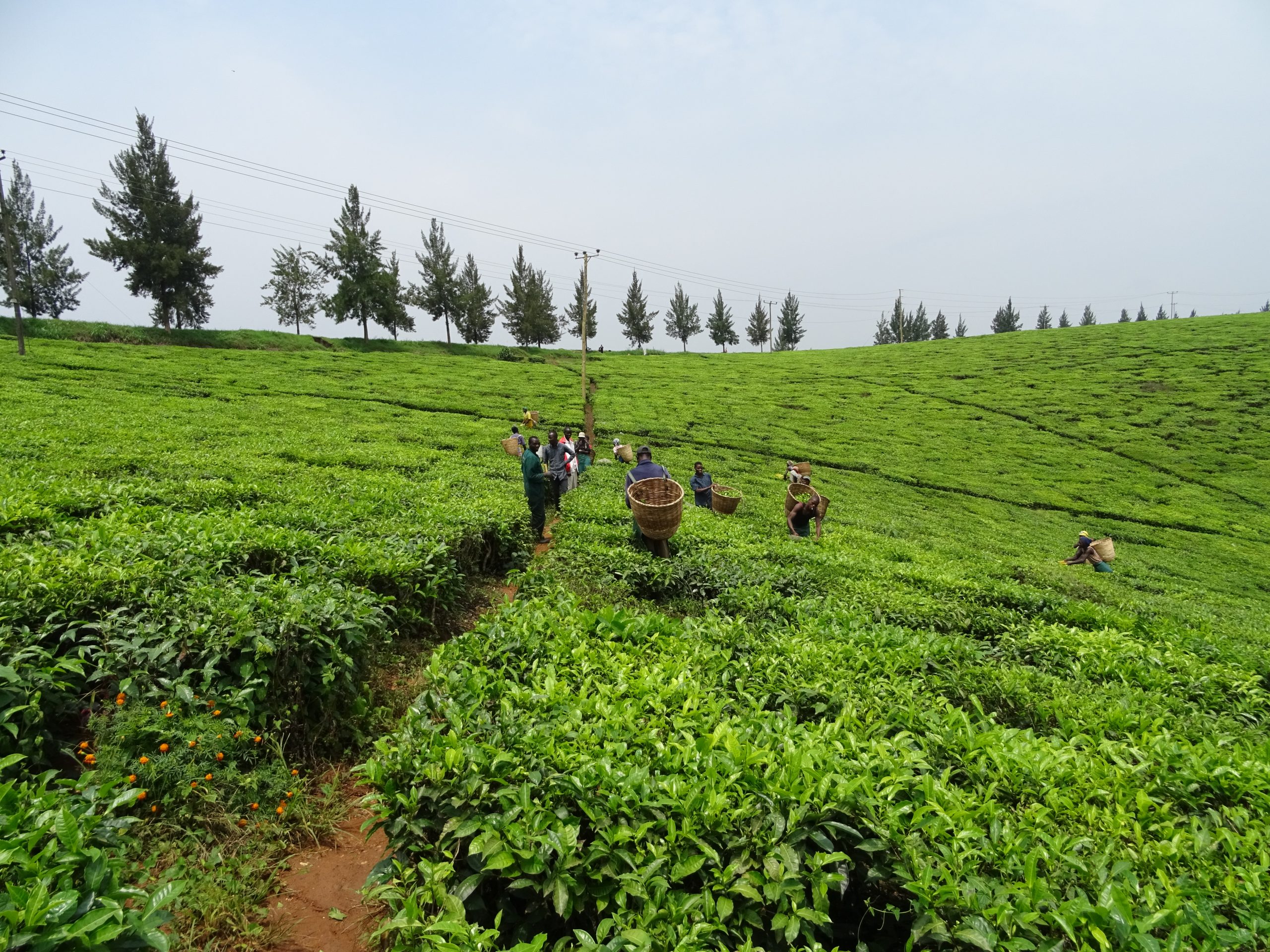 Tamteco Tea plantation Hoima, Oeganda