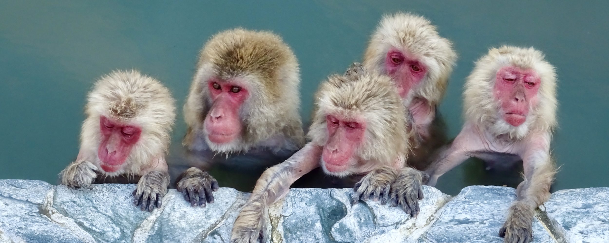 Scimmie della neve a Hakodate, in Giappone