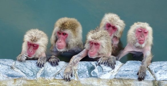 Monos de nieve en Hakodate, Japón