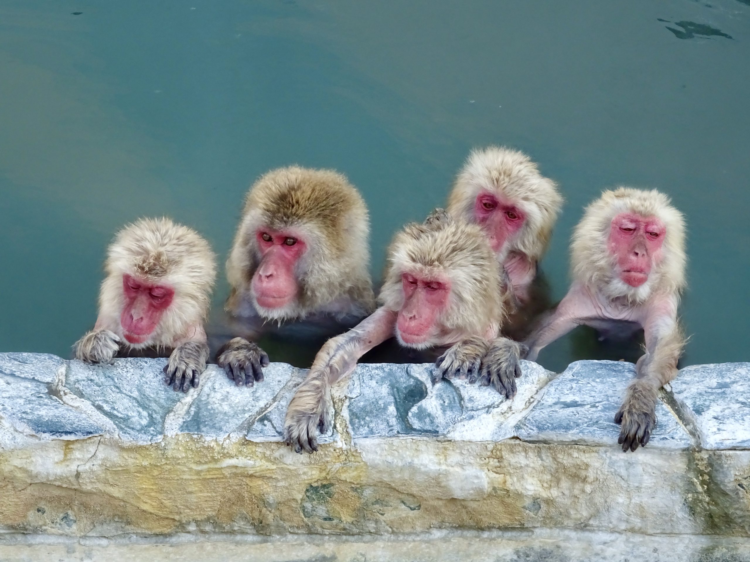 Scimmie della neve a Hakodate, in Giappone