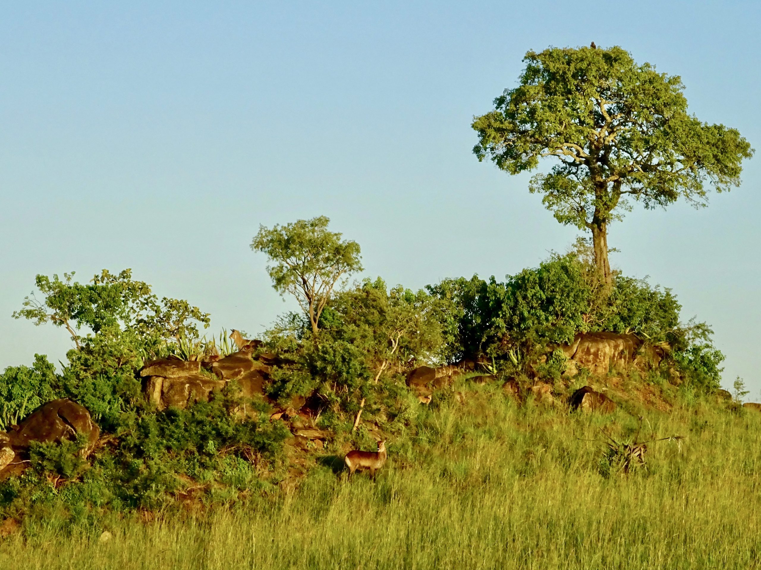 Impala's op een rots nabij het kamp
