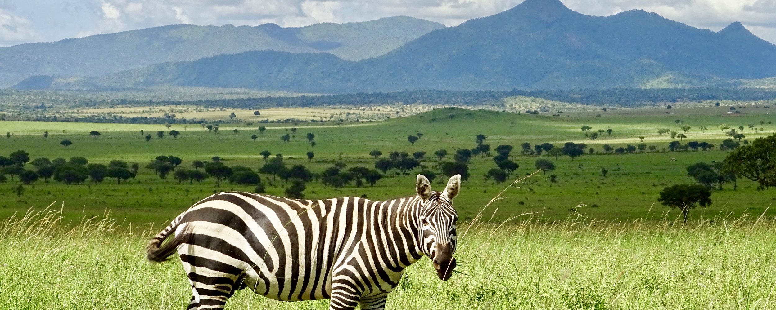 Zebra v národním parku Kidepo