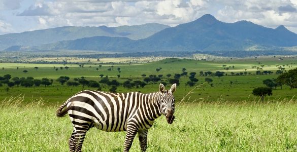 Una zebra nel Parco Nazionale di Kidepo