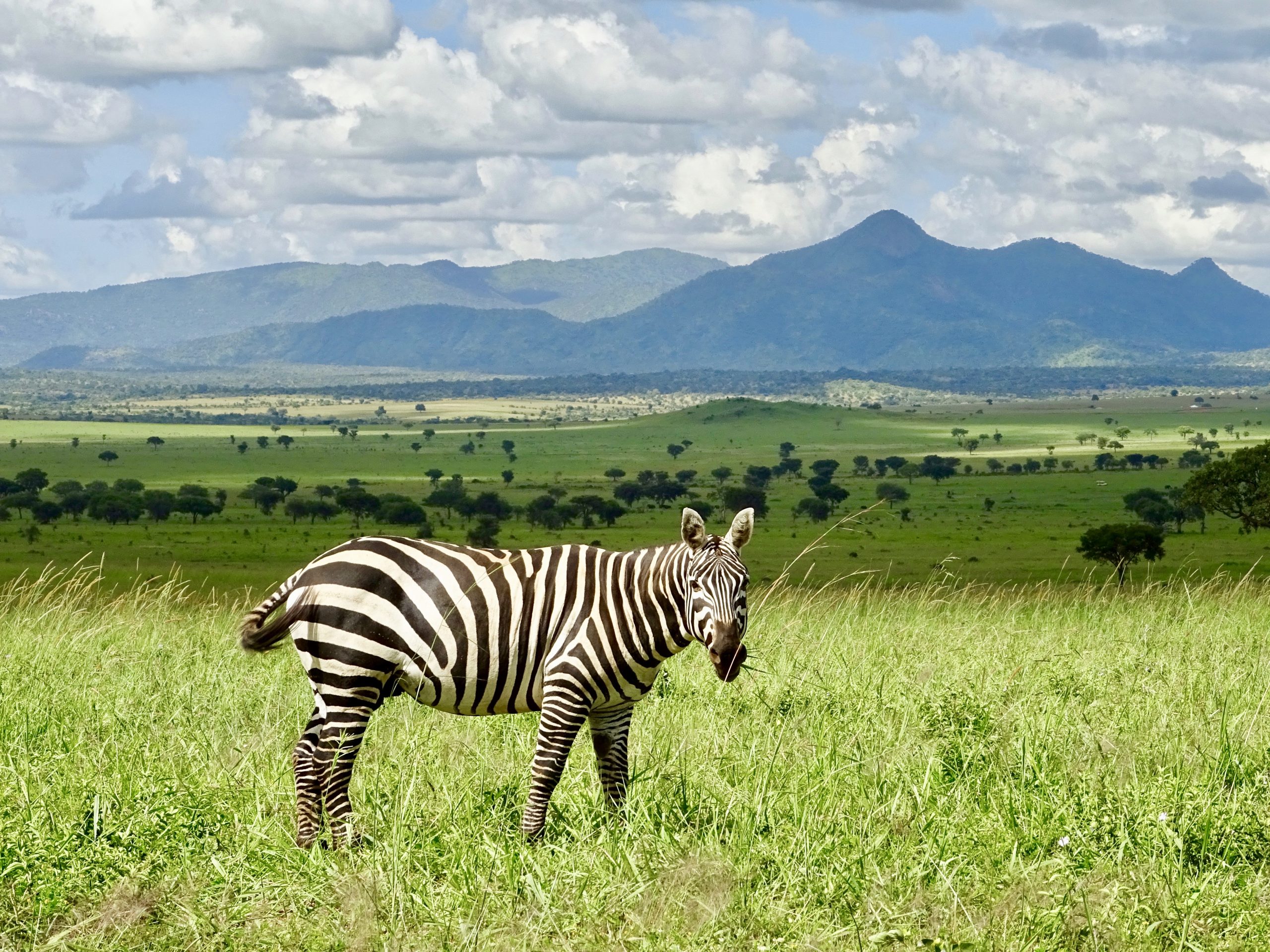 Ein Zebra im Kidepo-Nationalpark
