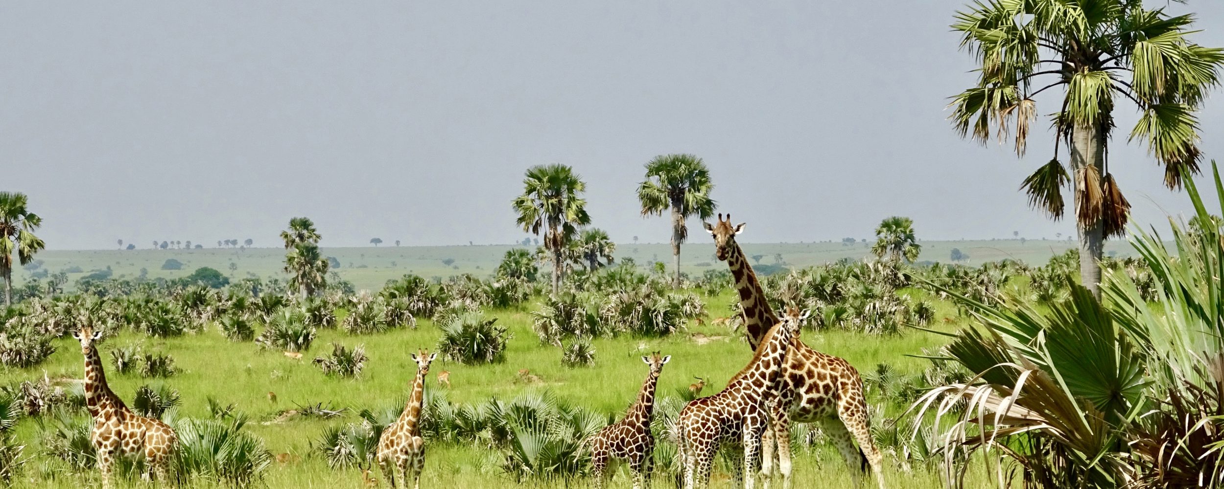 parc national de murchison ouganda girafe