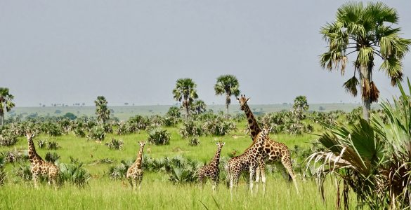 Národní park Murchison Uganda žirafa