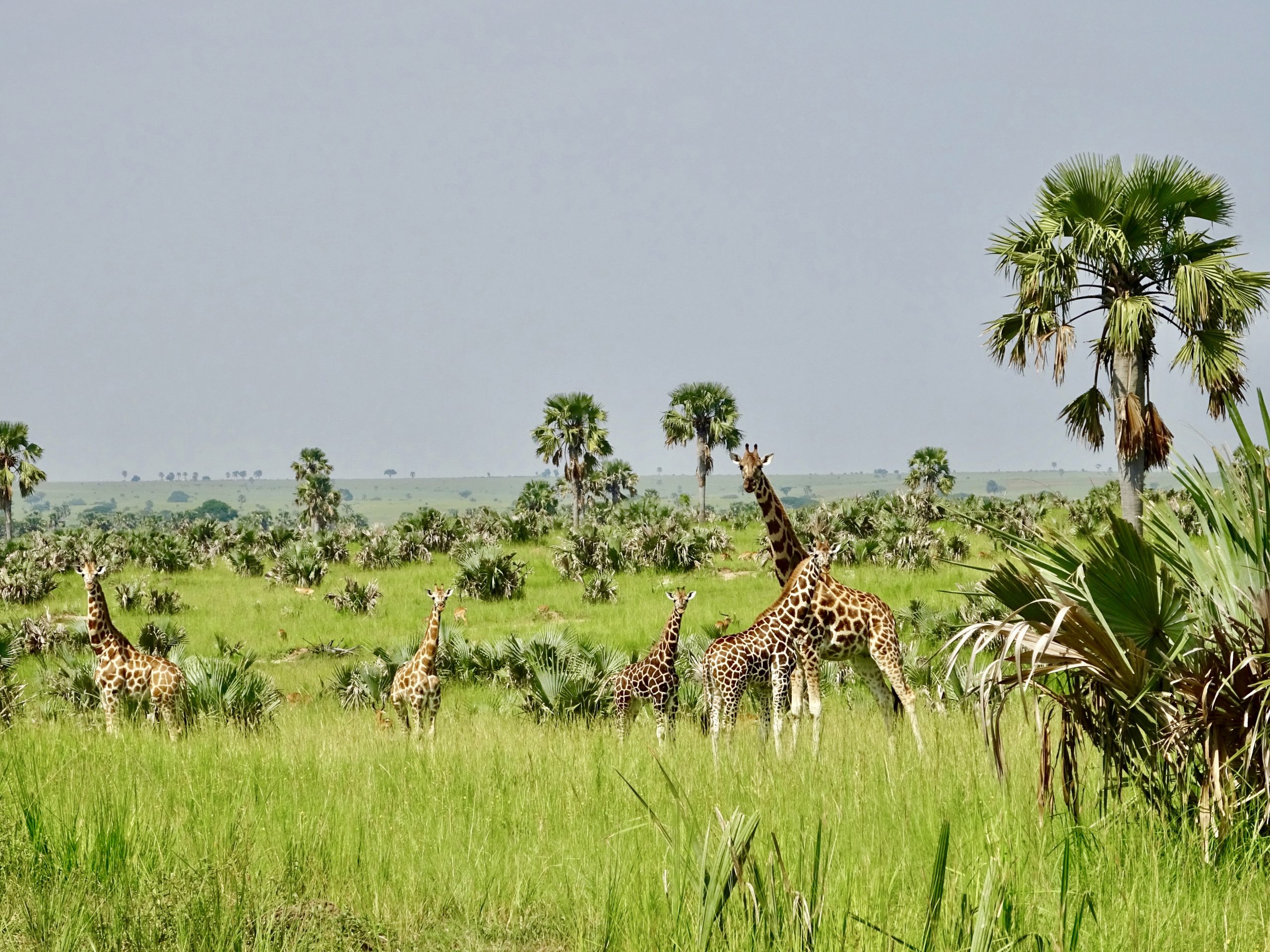 حديقة مورشيسون الوطنية في أوغندا الزرافة